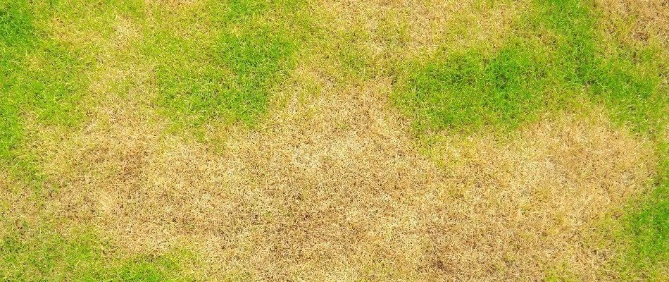 Brown patches spreading across a lawn in Matthews, NC.