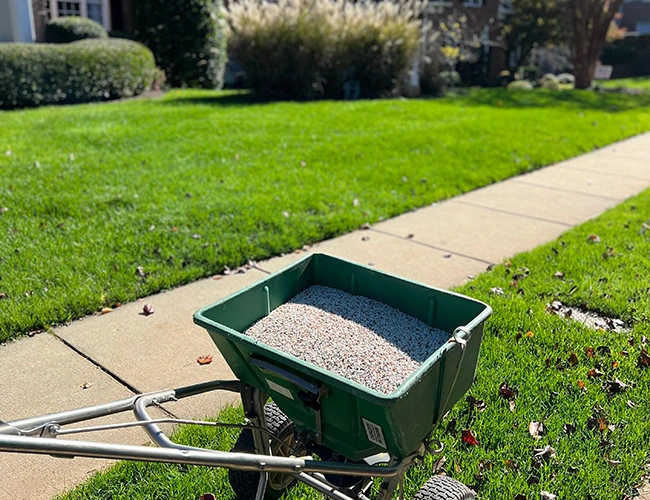 A granular fertilizer dispenser on a lawn in the morning with a sidewalk and shrubs in the background.