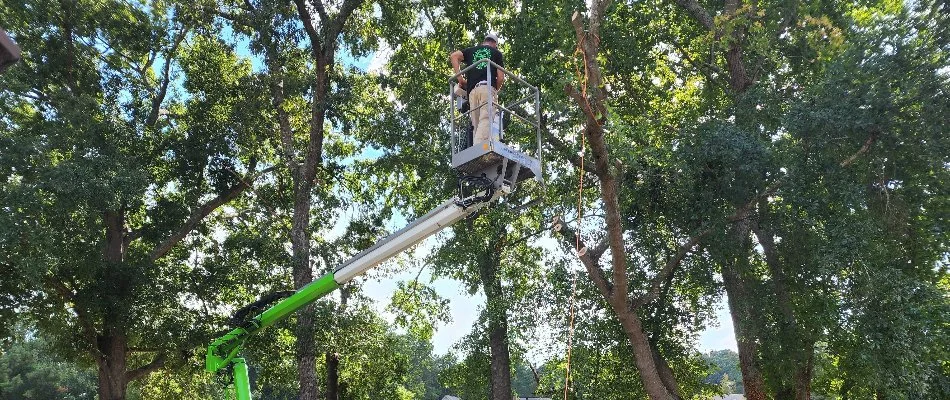 Worker removing tree from a property in Matthews, NC.
