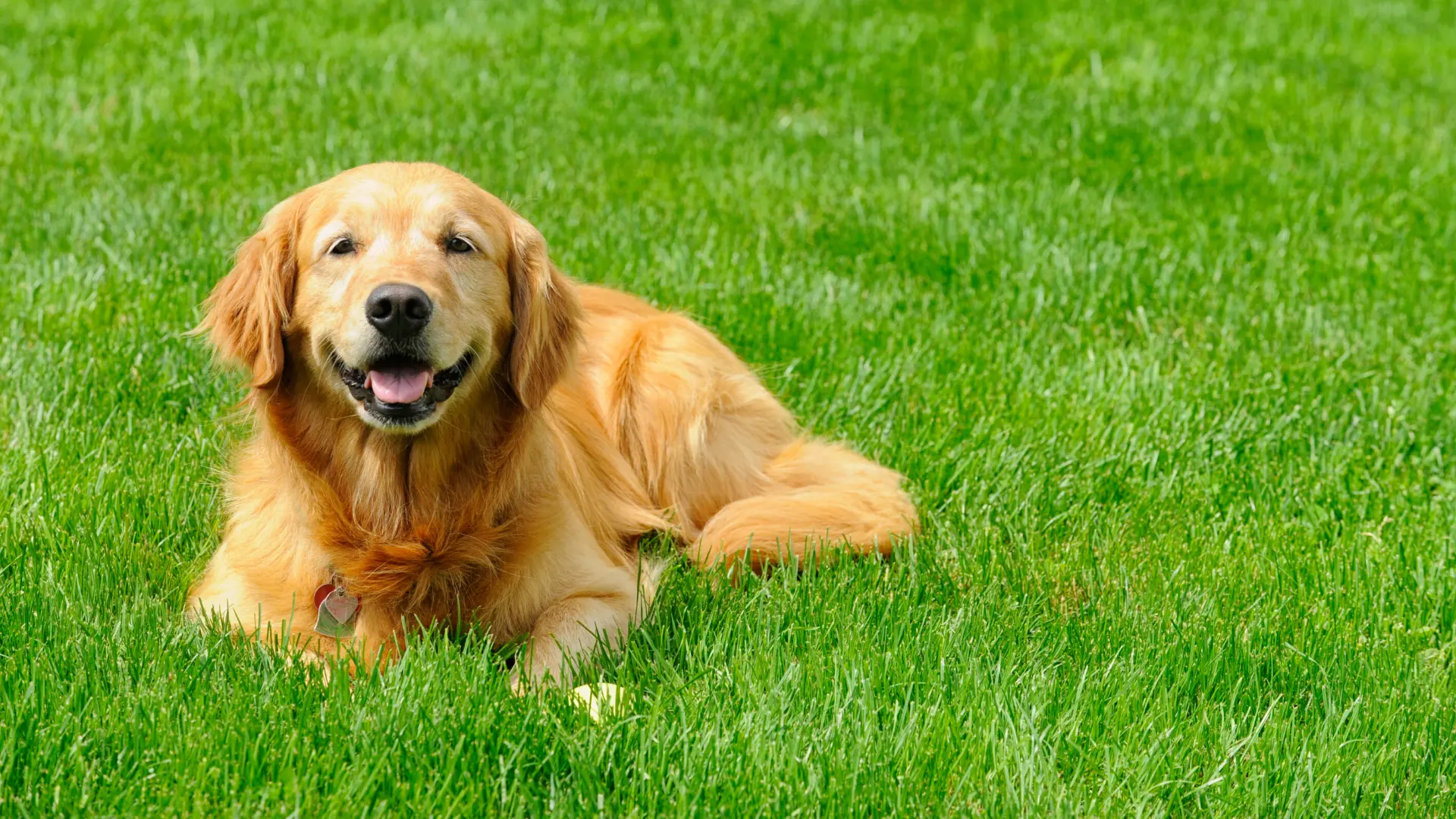 How Can You Keep Your Pets Safe During a Fertilization Service?