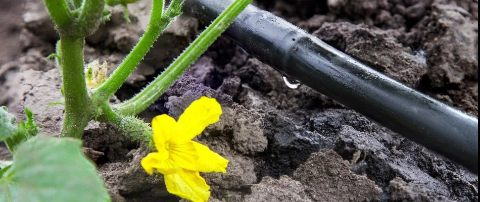 A drip irrigation system in Matthews, NC, near a yellow flower.