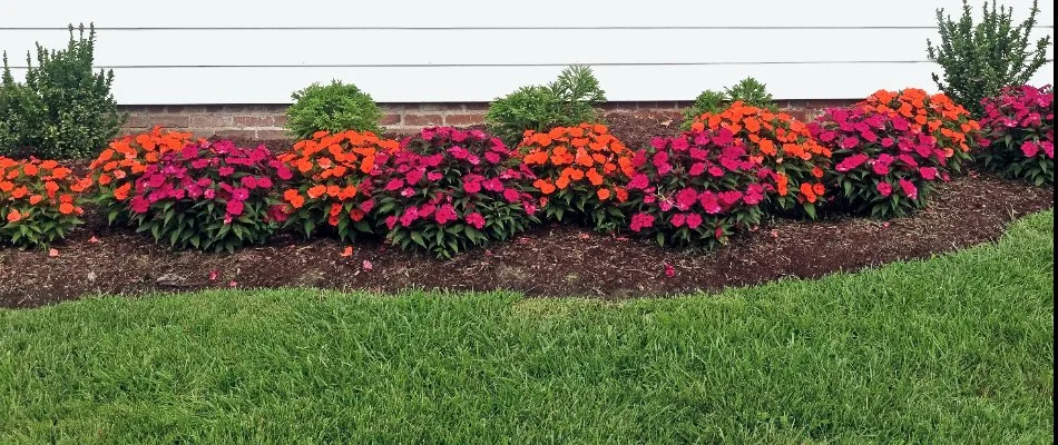 A landscape bed in Matthews, NC, with mulch and colorful plants.