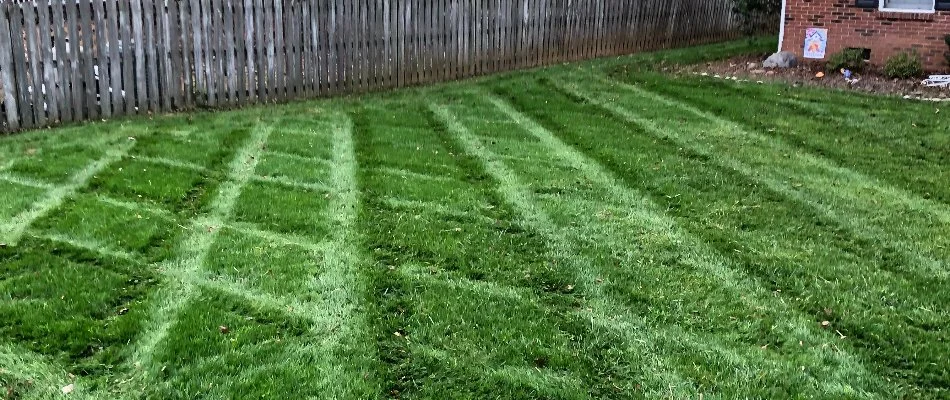 Rotated mowing patterns on a lawn in Matthews, NC.