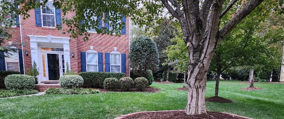 Well-maintained trees and shrubs on a property in Matthews, NC.