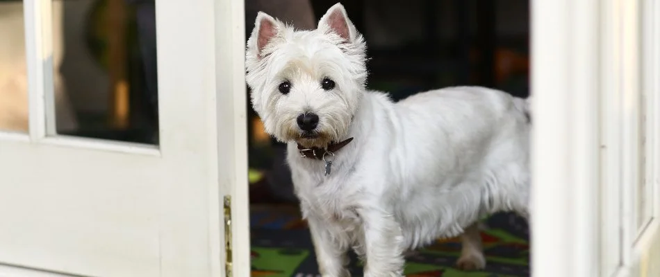 White dog kept indoors near white doors in Matthews, NC, during a fertilization treatment.