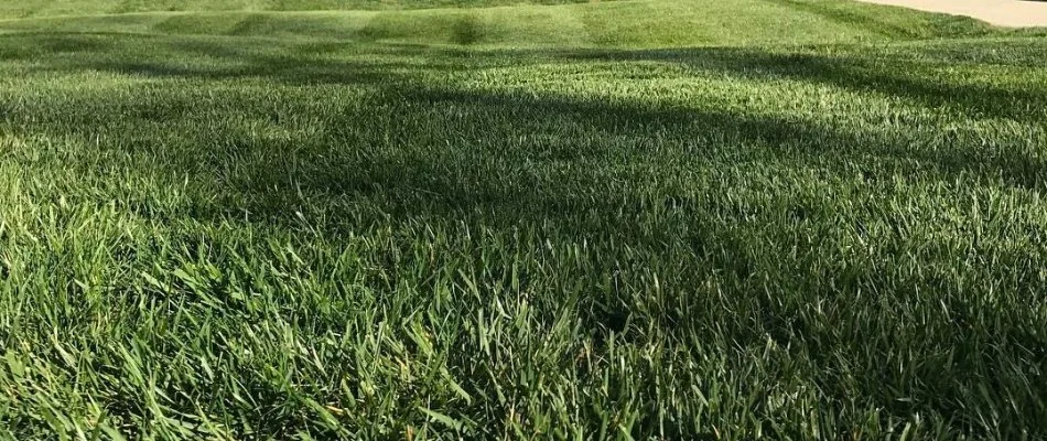 Close up of dark, green grass in Red Cross, NC.