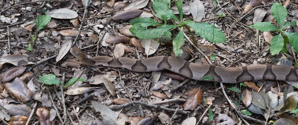 A copperhead snake in Matthews, NC, on brown leaves and twigs.