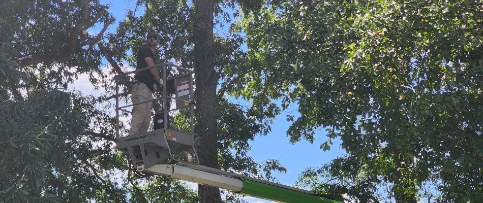 Crew on a bucket truck inspecting trees in Concord, NC.