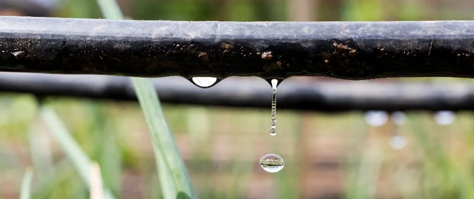 Drip irrigation system watering lawn in Matthews, NC.