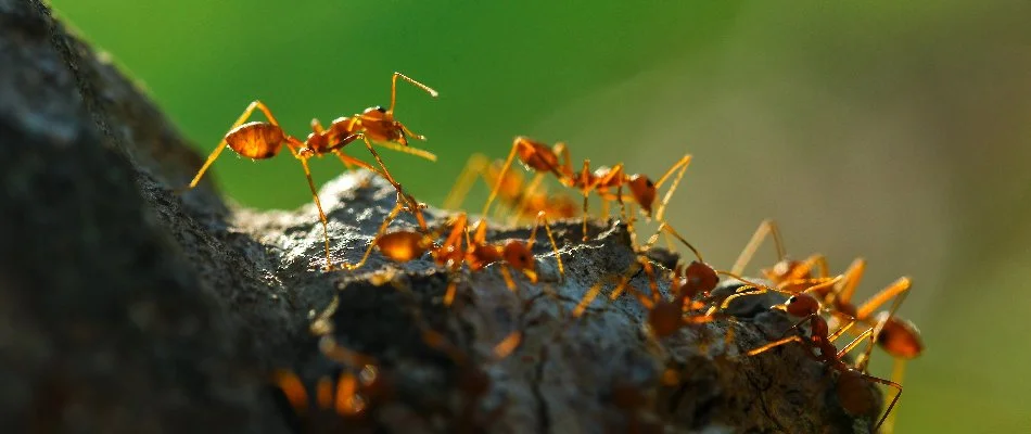 Fire ants on a tree in New Salem, NC.