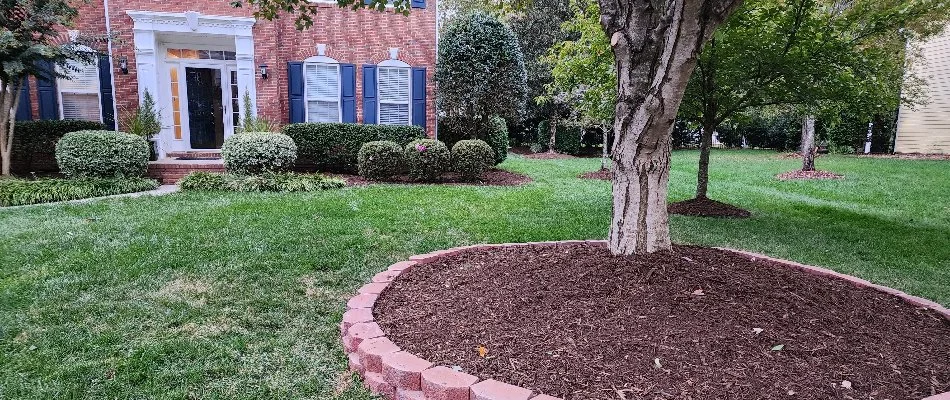 Circular landscape bed with mulch and tree in Hemby Bridge, NC.