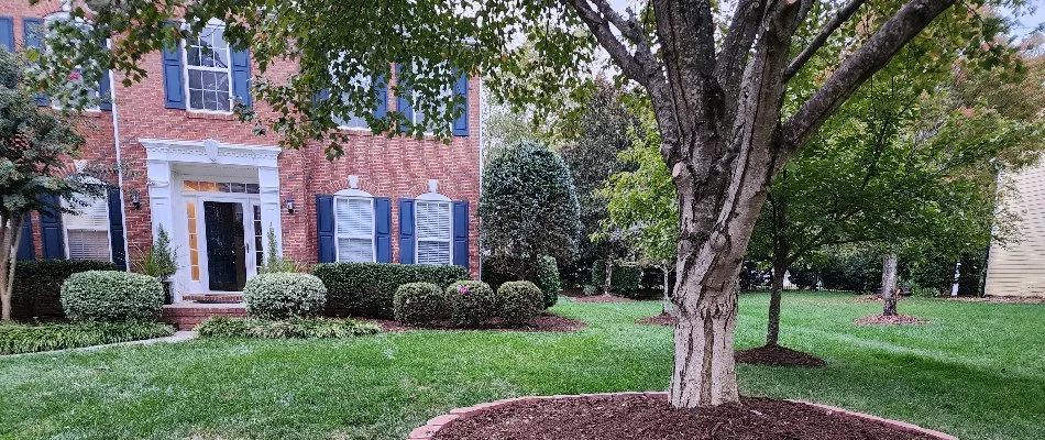 Large tree and shrubs in front of a house in Millingport, NC.