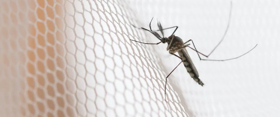 Mosquito on a white mesh in Oakboro, NC.