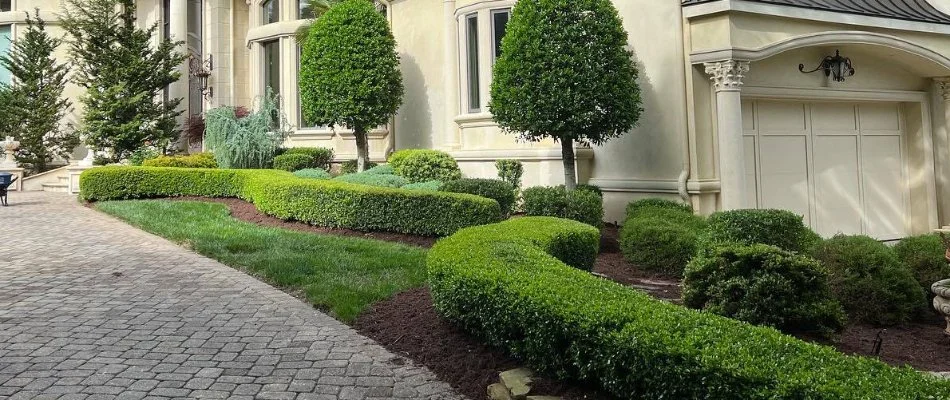 Neatly trimmed shrubs alongside a house in Red Cross, NC.