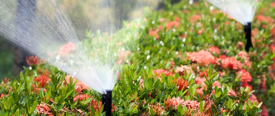 Sprinkler heads on a flowering shrub in Oakboro, NC.