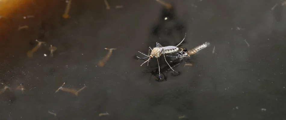 Standing water in Albemarle, NC, with mosquito and larvae.